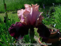 Oh Jamaica 1995 Schreiner D