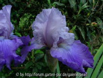Misty Lady 1994 Sides zwei 3