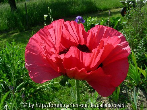 Glowing Rose in der Sonne