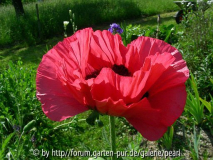 Glowing Rose in der Sonne
