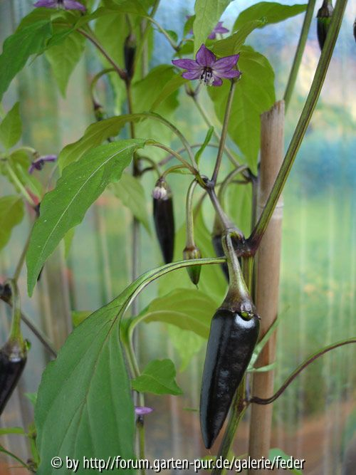 Czechoslovakian Black, Blüte und Frucht