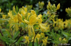 rhodo luteum