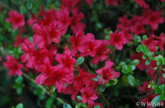 rh. hino crimson III