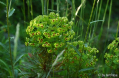 euphorbia 'mini martini'09