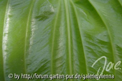 Hosta - Blattunterseite