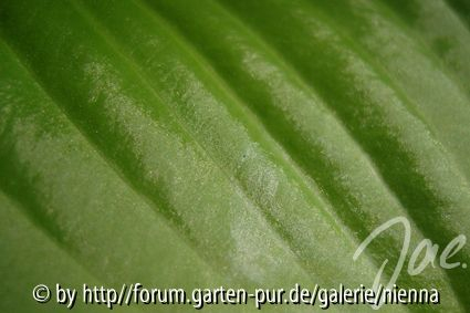 Hosta - Blattoberseite