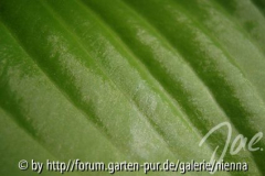 Hosta - Blattoberseite