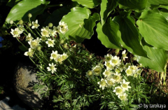 sommeranemonen