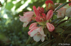 rh. grumpi