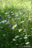 margeritenwiese