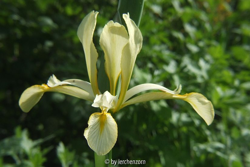 Salwiesen-Iris (Iris halophila)