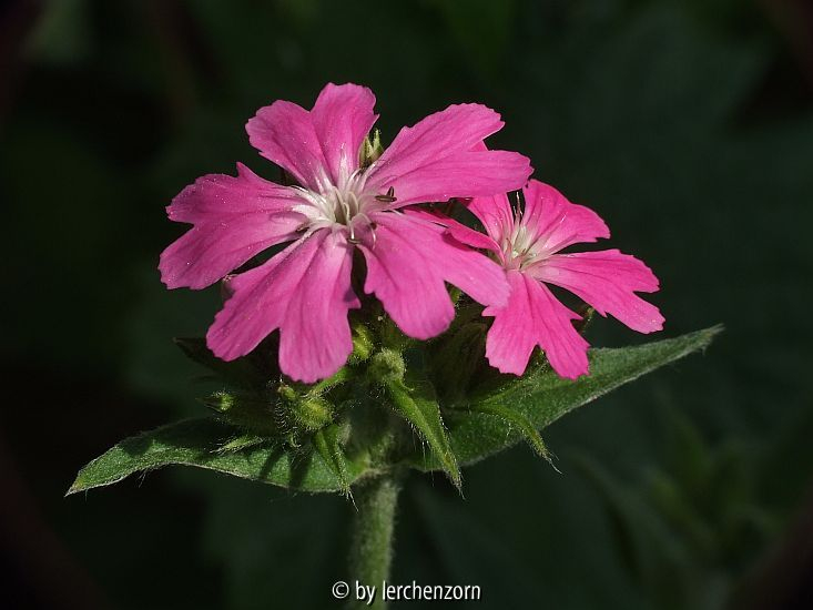 Jupiter-Nelke (Lychnis flos-jovis)