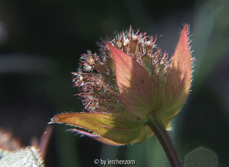 Indianer-Nessel (Monarda bradburiana)