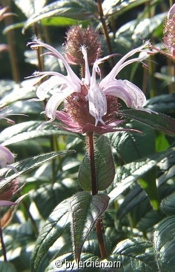 Frühe Indianernessel (Monarda bradburiana)