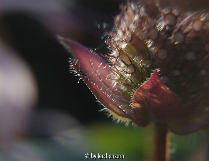 Frühe Indianernessel (Monarda bradburiana)