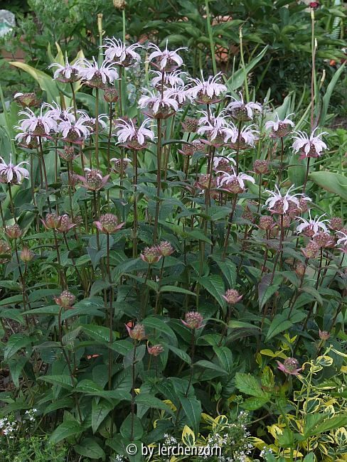 Frühe Indianernessel (Monarda bradburiana)