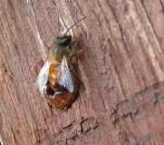 Wildbiene 2005