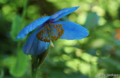 meconopsis x sheldonii3