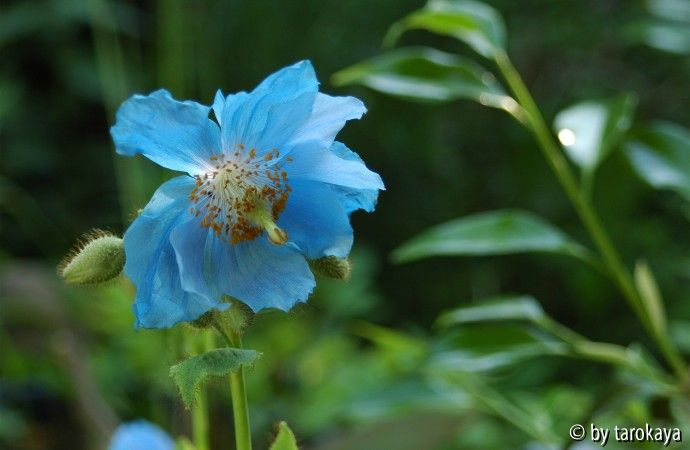meconopsis betonicifolia3