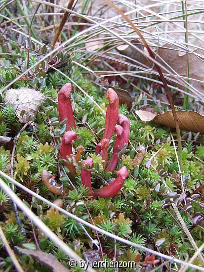 Schlauchpflanze (Sarracenia purpurea)
