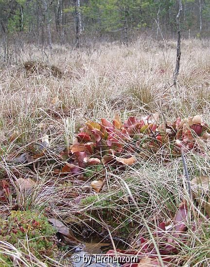 Schlauchpflanze (Sarracenia purpurea)