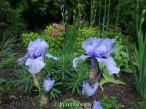 Iris barbata elatior 'Codicil'