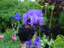 Iris barbata elatior 'Mysterieux'