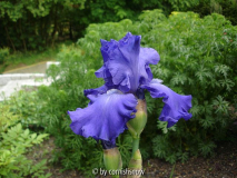 Iris barbata elatior 'Mer du Sud'