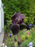 Iris barbata elatior 'Study in Black'