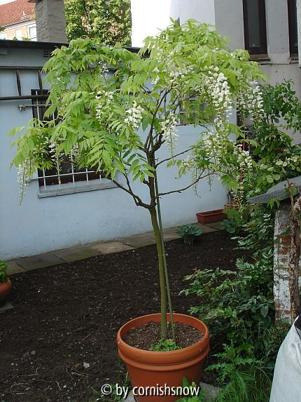 Wisteria Hochstamm II