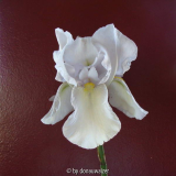 Iris- weiss2