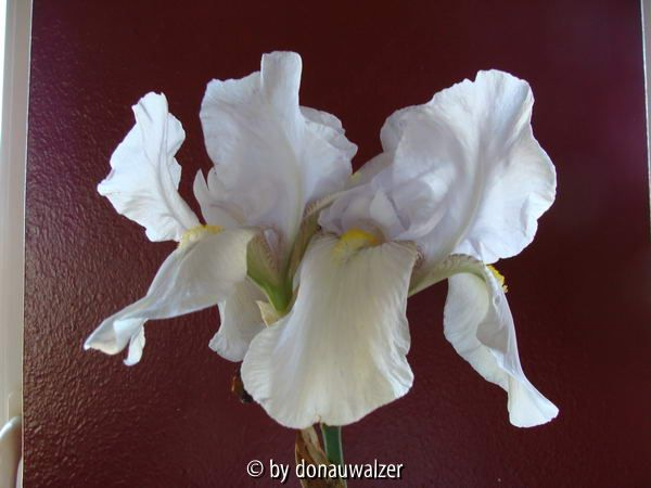Iris-weiss3
