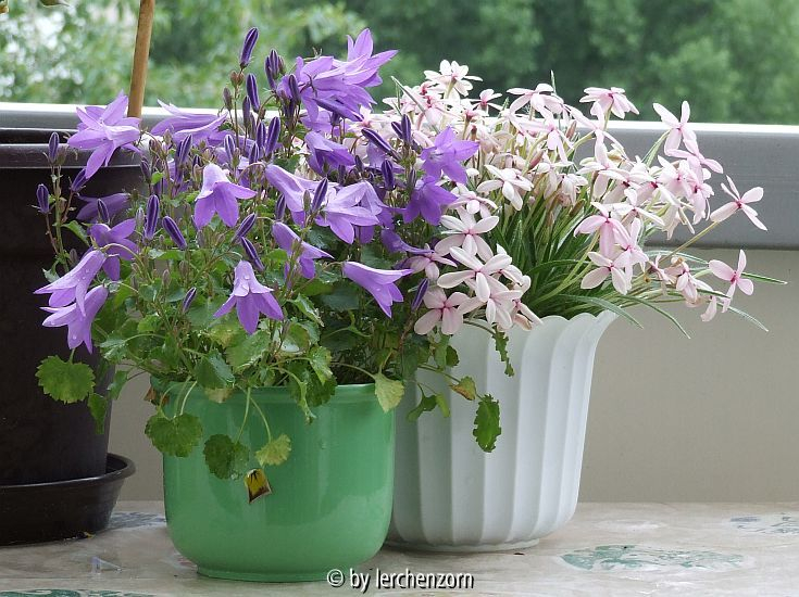 Polster-Glockenblume (Campanula portenschlagiana)