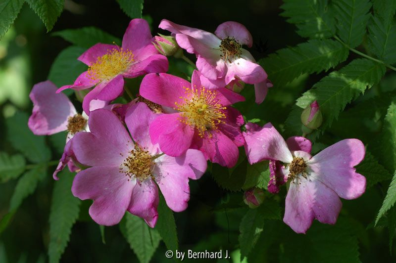 Rosa setigera - Prärierose