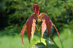 Acer elegantulum