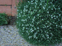Astragalus angustifolia
