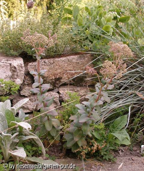 trockenmauer: ein hohes sedum