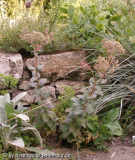 trockenmauer: ein hohes sedum