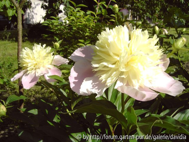 Paeonia lactiflora ACR - 8: letzter Akt