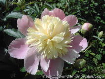 Paeonia lactiflora ACR - 7: voll aufgebl