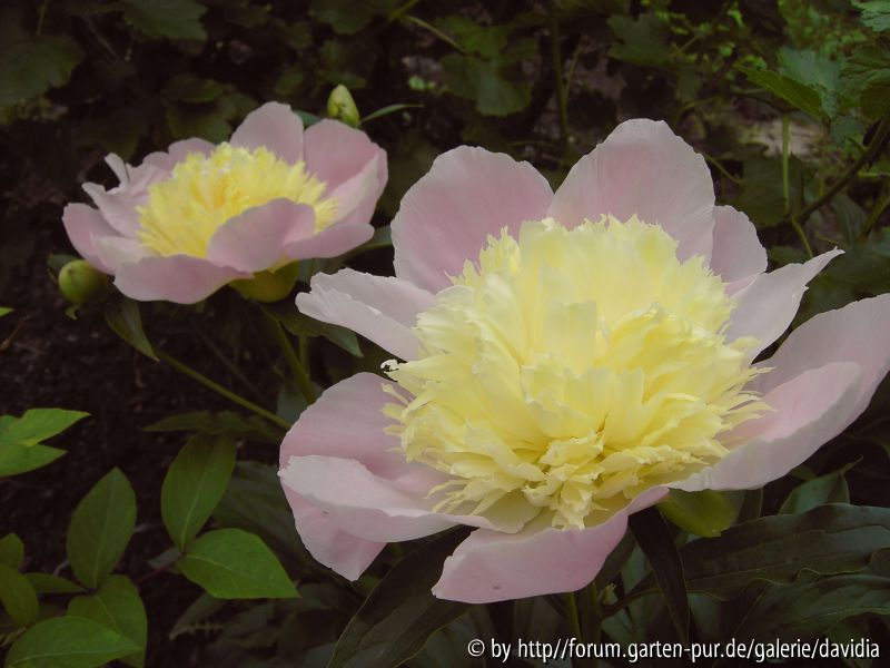 Paeonia lactiflora ACR - 6: Doppelpack