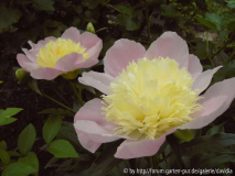 Paeonia lactiflora ACR - 6: Doppelpack