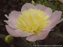 Paeonia lactiflora ACR - 5: aufgeblüht2
