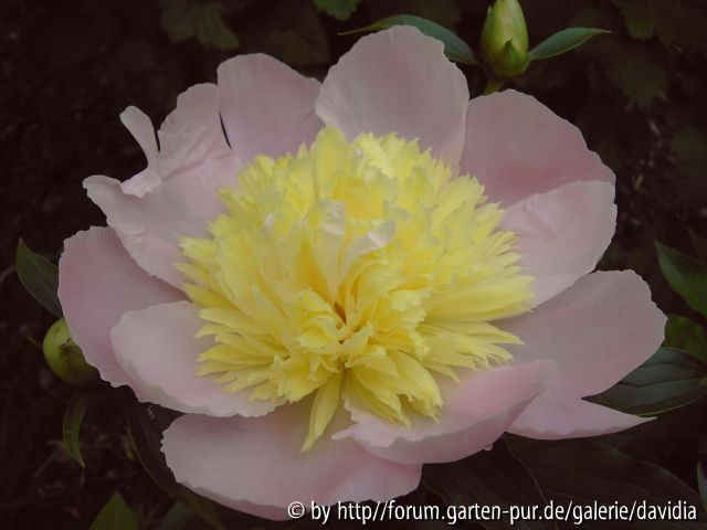 Paeonia lactiflora ACR - 4: aufgeblüht1