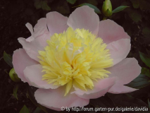 Paeonia lactiflora ACR - 4: aufgeblüht1