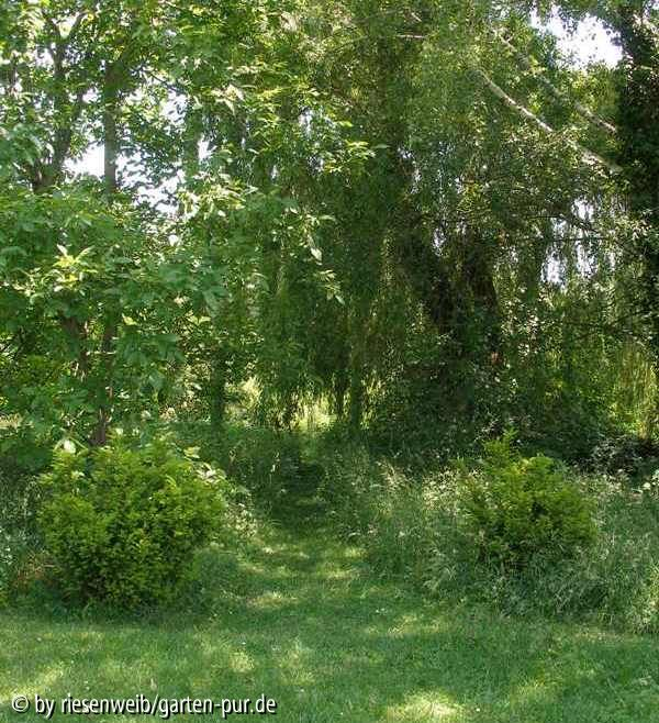 unter alten bäumen: blick auf weg