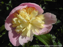 Paeonia lactiflora ACR - 3: fast offen