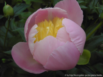 Paeonia lactiflora ACR - 2: öffnend