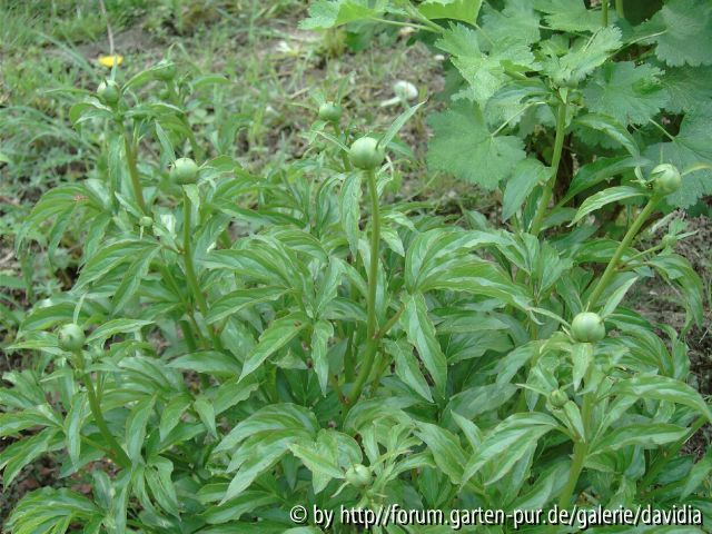 Paeonia lactiflora ACR - 1: Knospen
