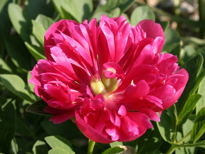 Paeonia 'Anemoniflora'